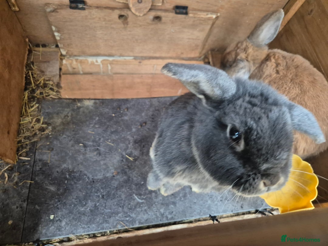 Mixed Breed rabbits for sale: Rabbits bonded Male - Image 2