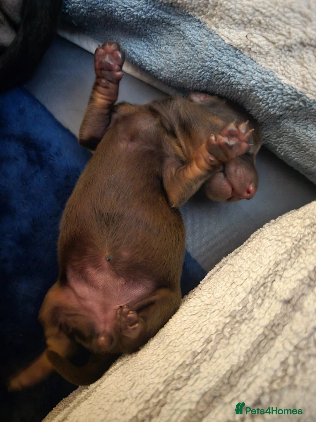 Dachshund dogs for sale: Beautiful Dachshund Puppies. in Elgin - Advert 2