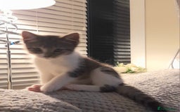 Domestic Shorthair cats for sale: 11 week old kitten - Image 1
