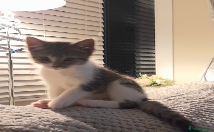 Domestic Shorthair cats - Advert 1