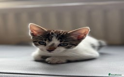Mixed Breed cats for sale: Ready! Snow Bengal/Seal Lynx X Kittens  - Image 2