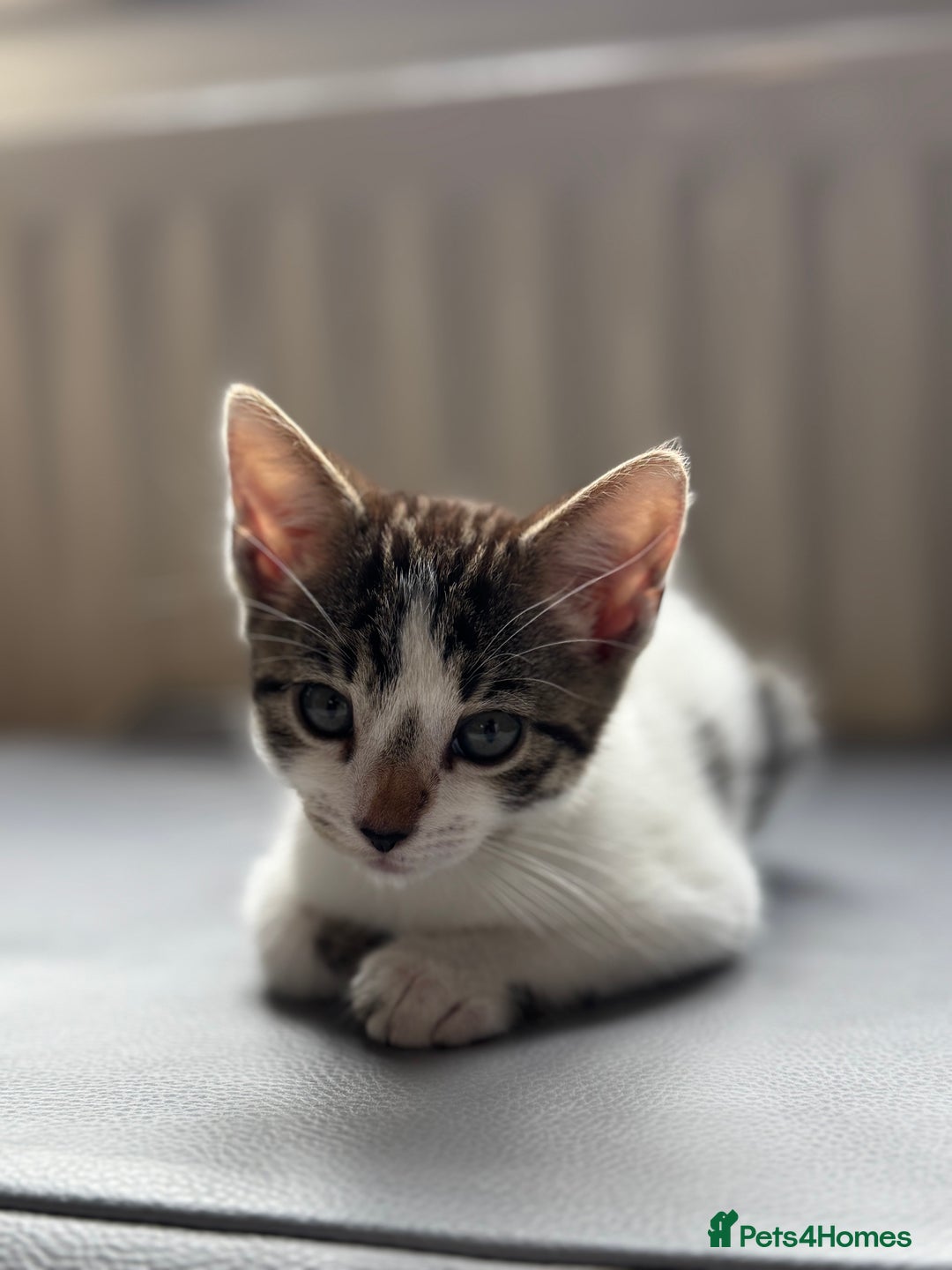 Mixed Breed cats for sale: Ready! Snow Bengal/Seal Lynx X Kittens  - Image 2