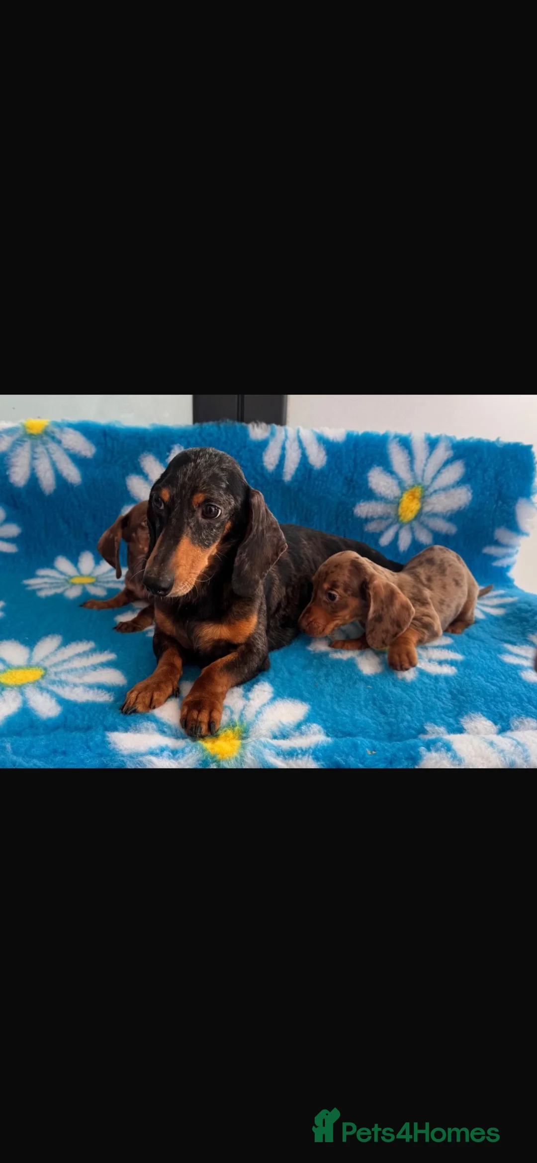 Dachshund dogs for sale: Dachshund Puppies in Chatteris - Advert 10