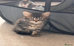 Domestic Shorthair cats for sale: Beautiful kittens.  - Image 4