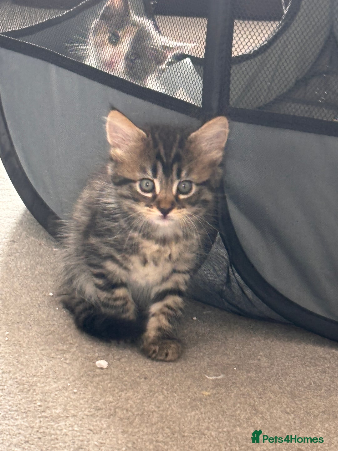 Domestic Shorthair cats for sale: Beautiful kittens.  - Image 4