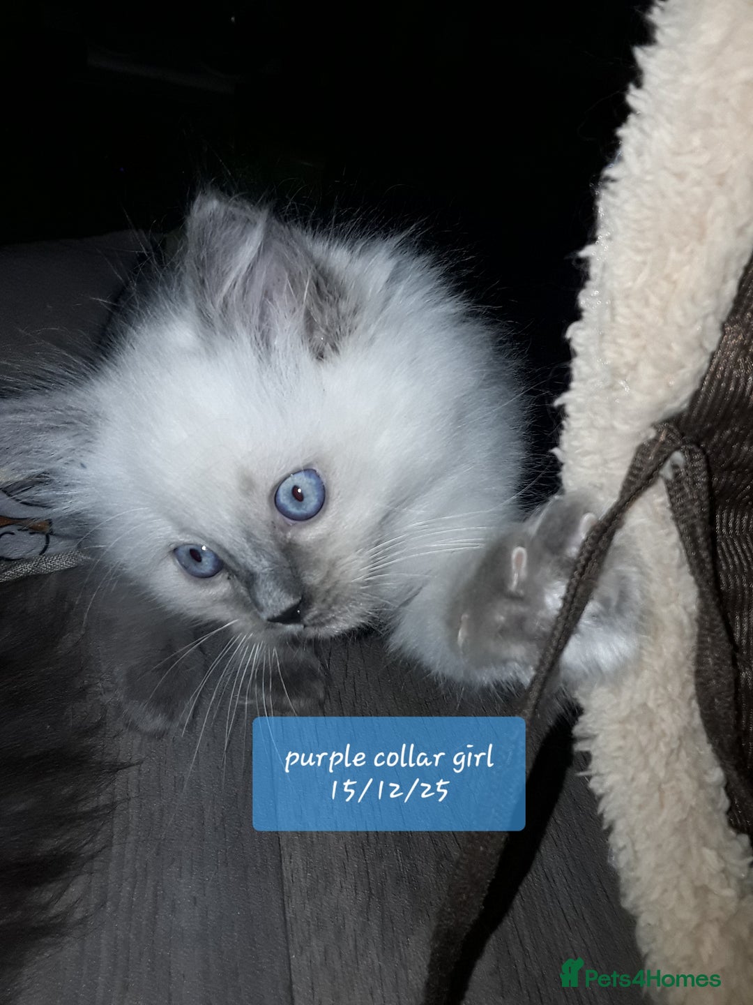 Ragdoll cats for sale: Stunning ragdolls - Advert 8