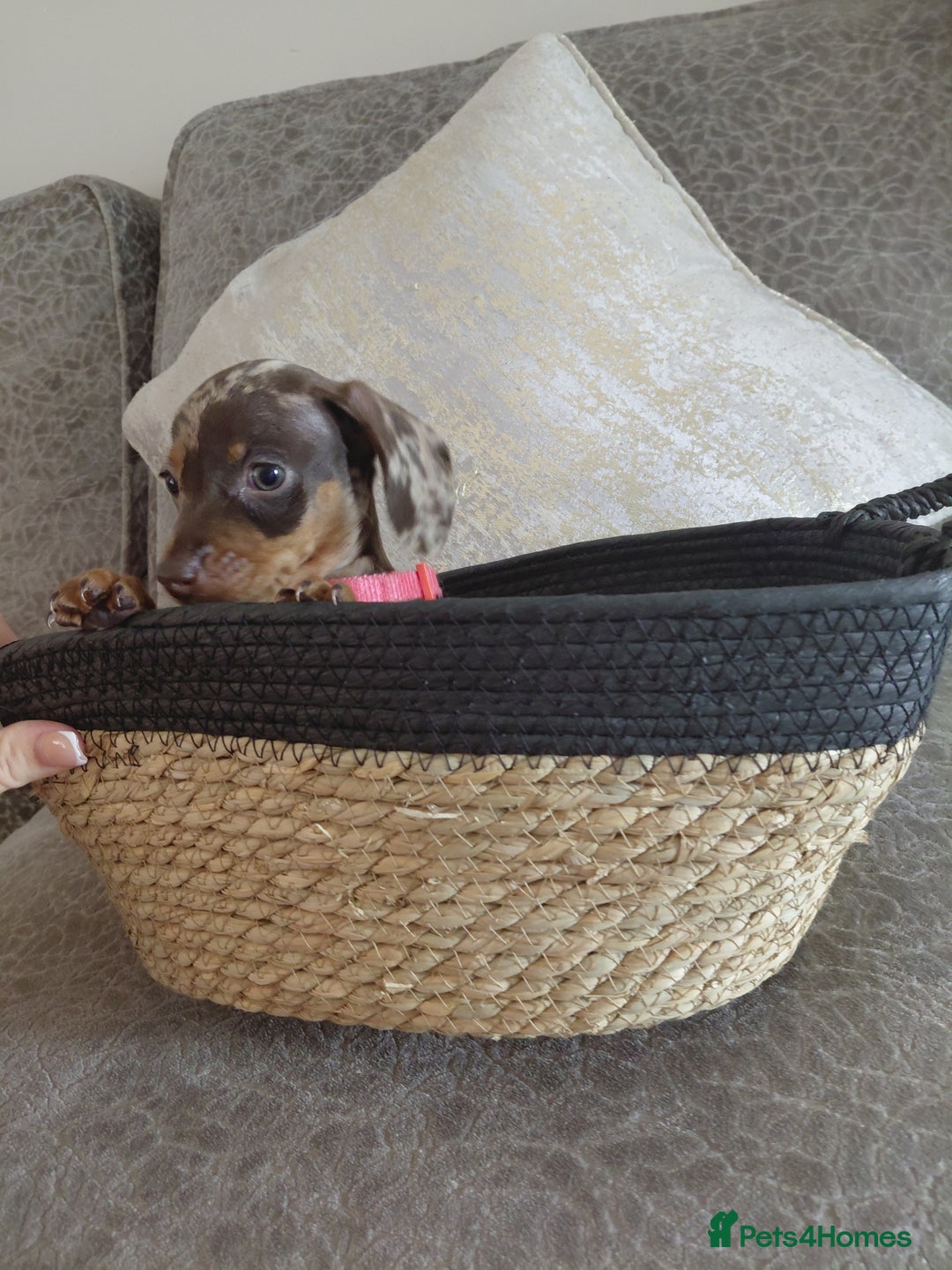 Miniature Dachshund dogs for sale: Ready now beautiful miniature dachshund pups - Image 10