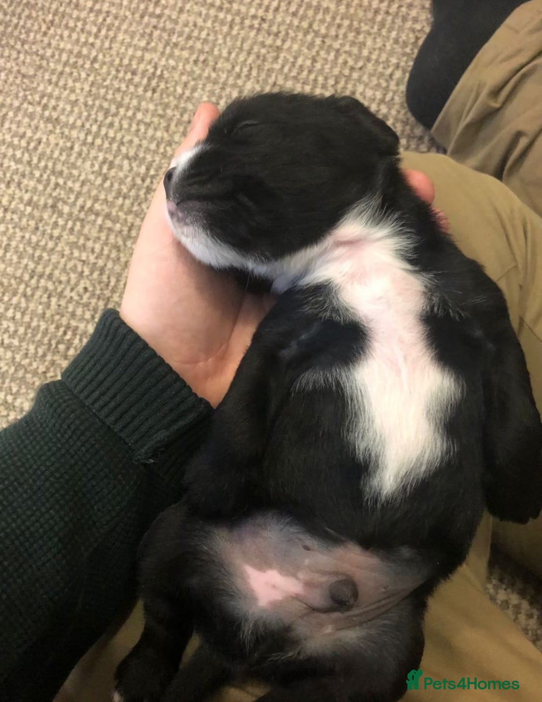 Mixed Breed dogs for sale: Gorgeous Pugapoos ready to leave 07/10/25 - Image 8