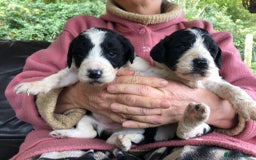Bordoodle dogs for sale: Adorable Bordoodle (collie-poo) pups for sale  - Image 36