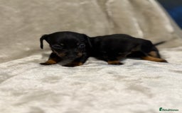 Miniature Dachshund dogs for sale: 🐾 Stunning Miniature Dachshund Puppies - Image 5