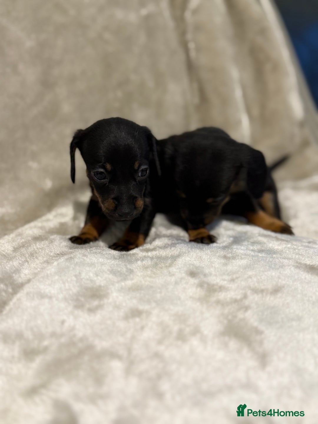 Miniature Dachshund dogs for sale: 🐾 Stunning Miniature Dachshund Puppies - Image 5