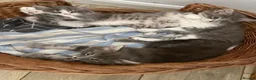 Mixed Breed cats for sale: Beautiful fluffy grey kittens - Advert 2