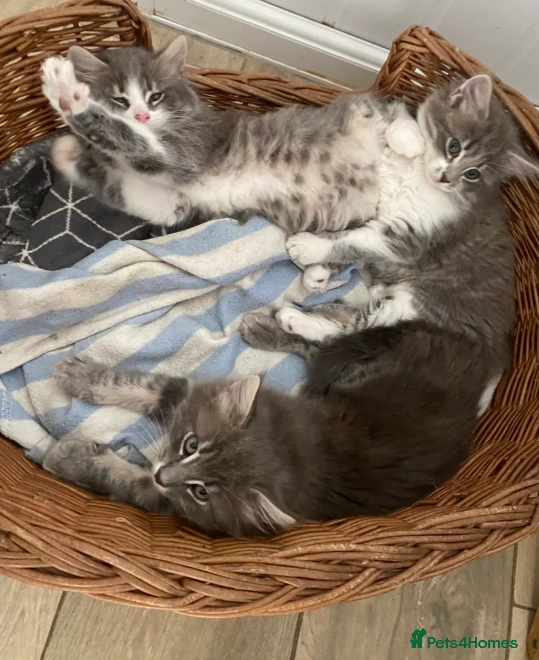 Mixed Breed cats for sale: Beautiful fluffy grey kittens - Advert 2