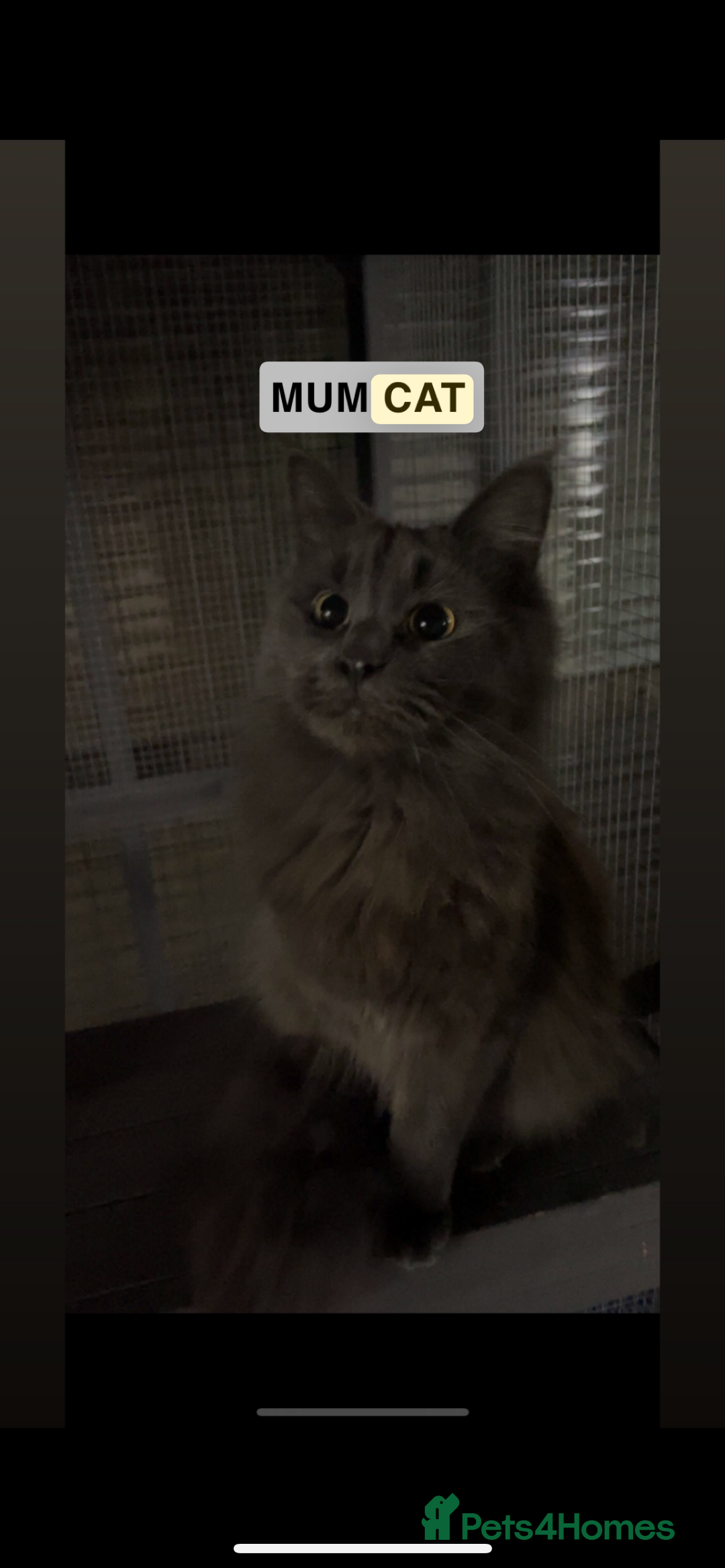 Maine Coon cats for sale: 💓Beautiful Mainecoon/Ragdoll Mix Kittens💓 - Advert 10