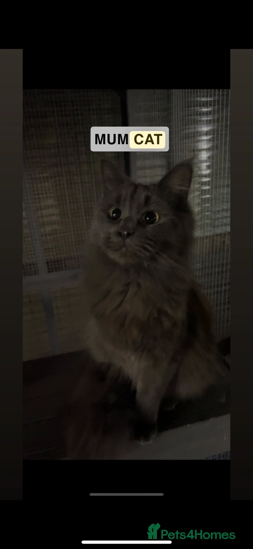 Maine Coon cats for sale: 💓ONLY ONE Beautiful Mainecoon/Ragdoll  Kittens💓 - Advert 14