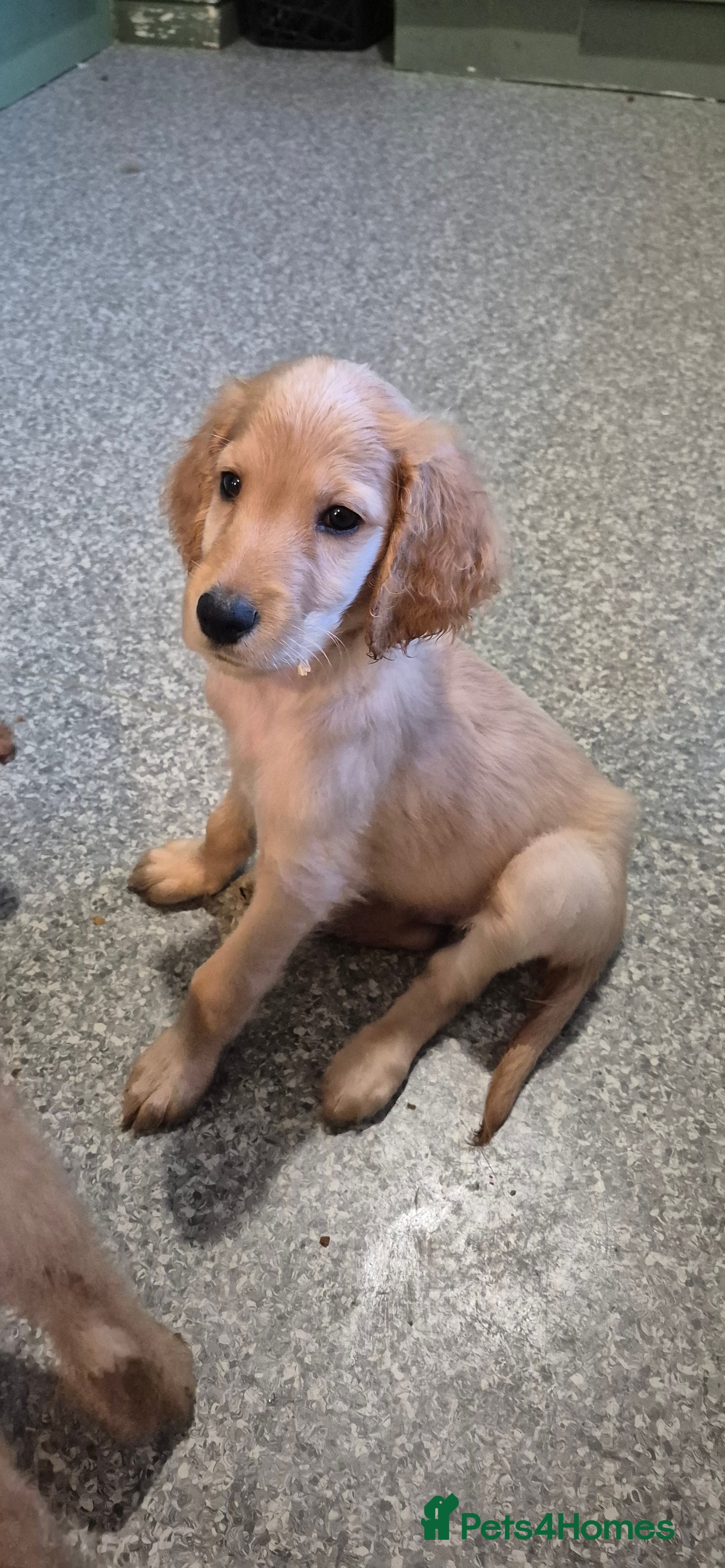 Irish Doodle dogs {{ Only 2 Irish doodles for sale ]] - Advert 1