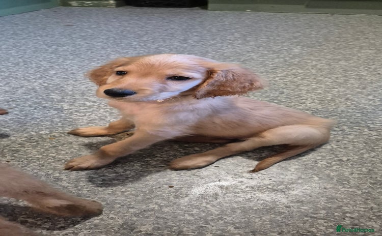 Irish Doodle dogs Beautiful Irish doodles for sale - Advert 1