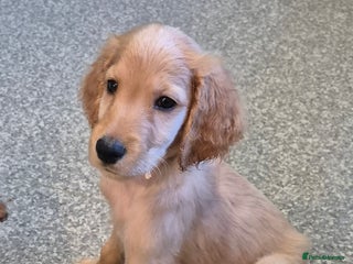 Irish Doodle dogs Beautiful Irish doodles for sale - Advert 2