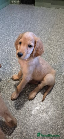 Irish Doodle dogs Beautiful Irish doodles for sale - Advert 1