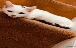 British Shorthair cats for sale: Various Cat / Kittens available  - Image 7