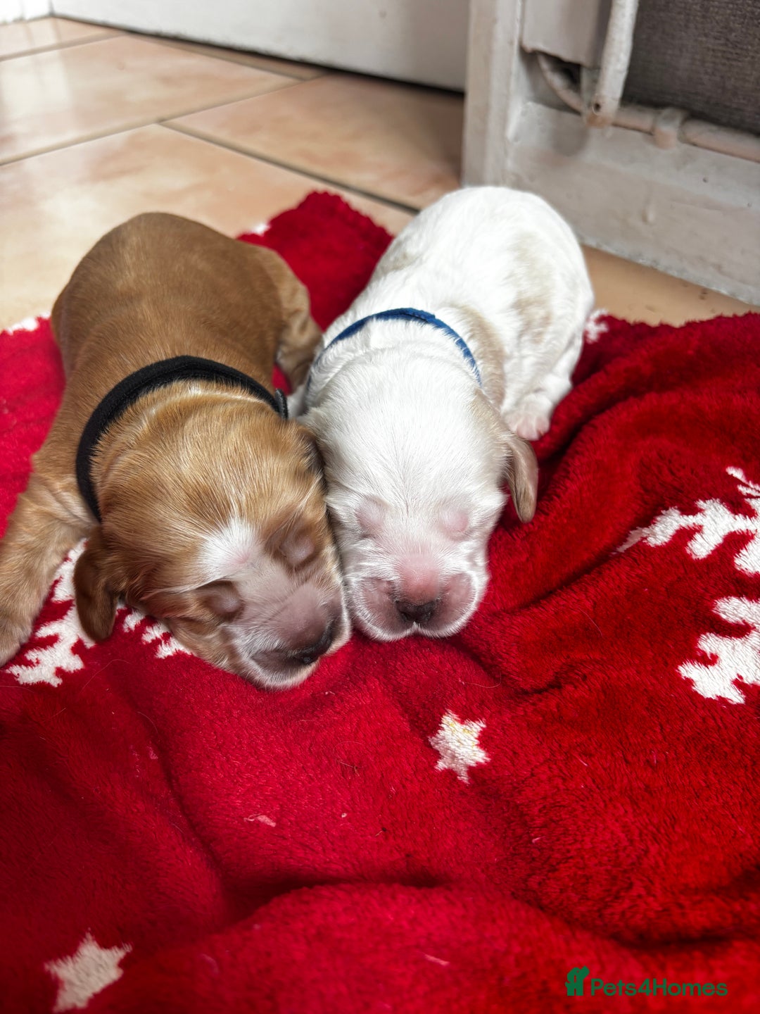 Cocker Spaniel dogs for sale: COME AND MEET US NOW Outstanding  show type - Image 14