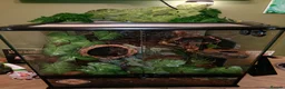 Gecko reptiles for sale: Crested gecko with full bio set up - Advert 5