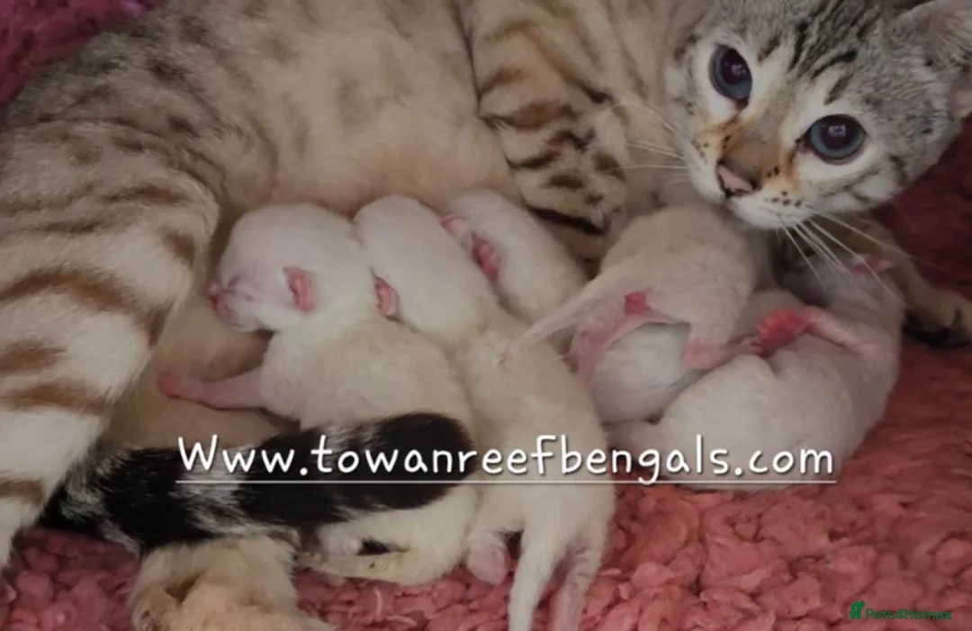 Bengal cats for sale: Tica registered bengal kittens ONE LEFT - Advert 11