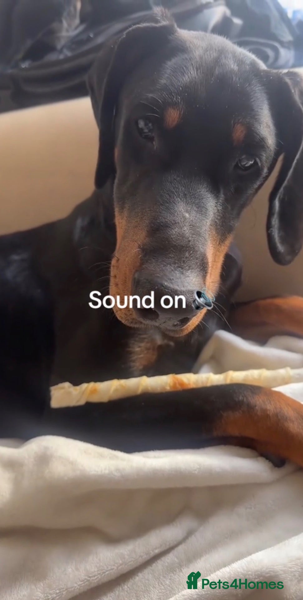 Dobermann dogs 10-Month-Old Female Dobermann – Kyra – Manchester - Advert 5