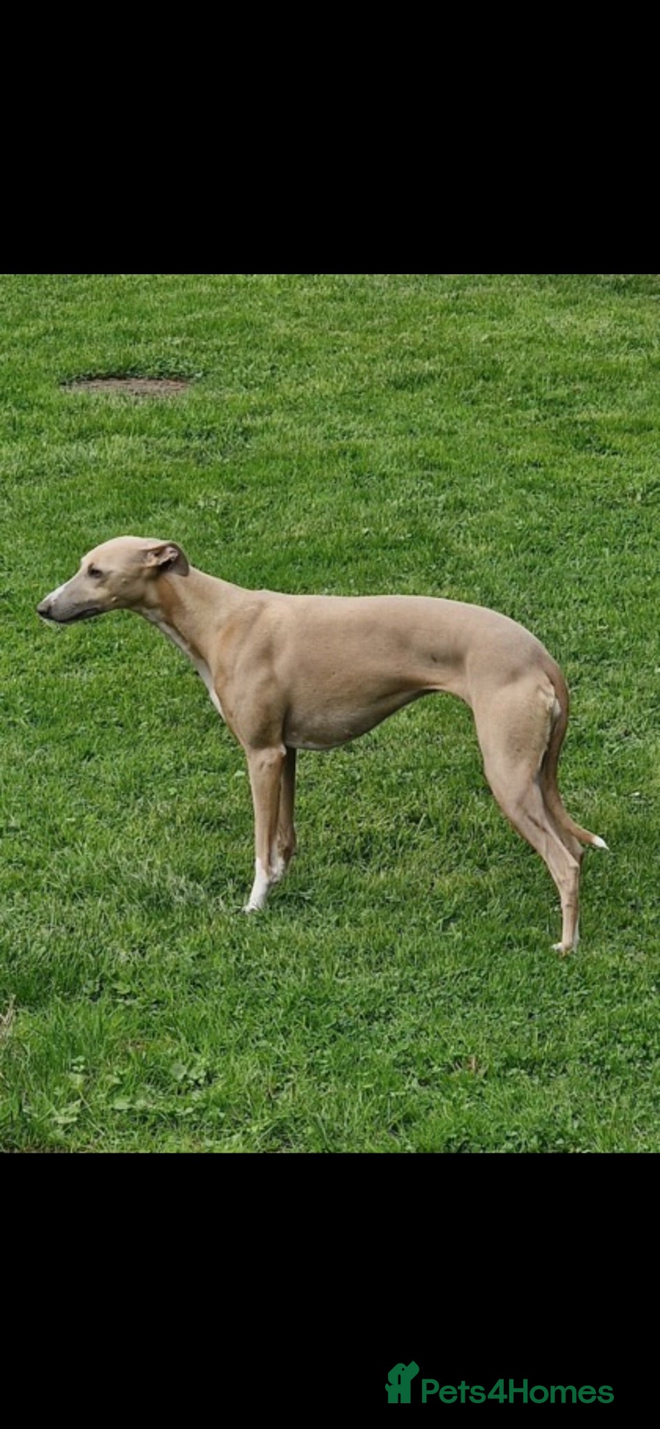 Whippet dogs Beautiful KC Registered Whippet pups for sale - Advert 10