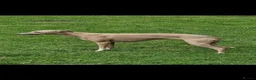Whippet dogs for sale: Beautiful KC Registered Whippet pups for sale in Whitehaven - Advert 1