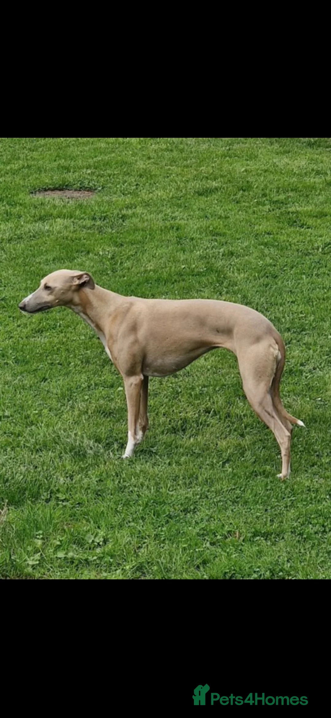 Whippet dogs for sale: Beautiful KC Registered Whippet pups for sale in Whitehaven - Advert 1
