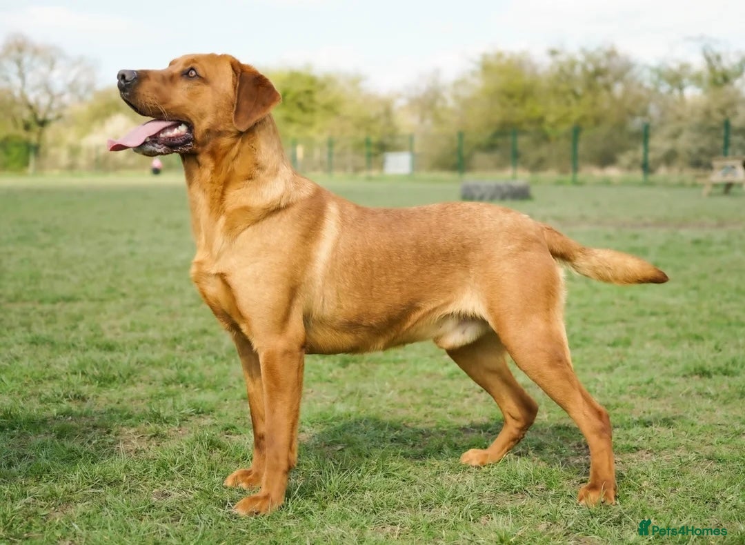 Labrador Retriever dogs for sale: Gorgeous Half Show KC Labrador Retriever Puppies - Advert 20