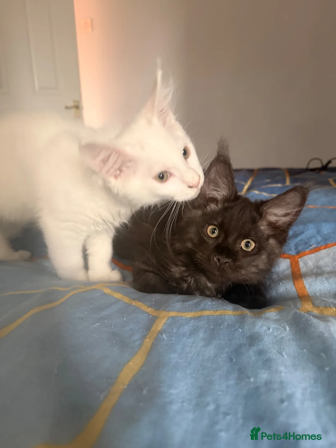 Maine Coon cats for sale: 4 stunning babies - Advert 1