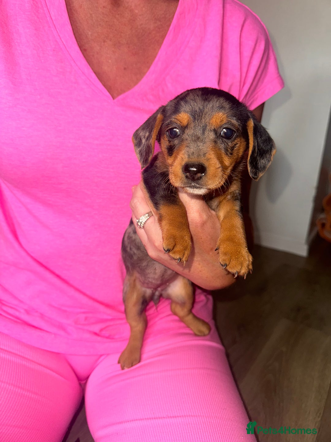 Mixed Breed dogs for sale: Jack Russel/miniature Datchound - Image 9