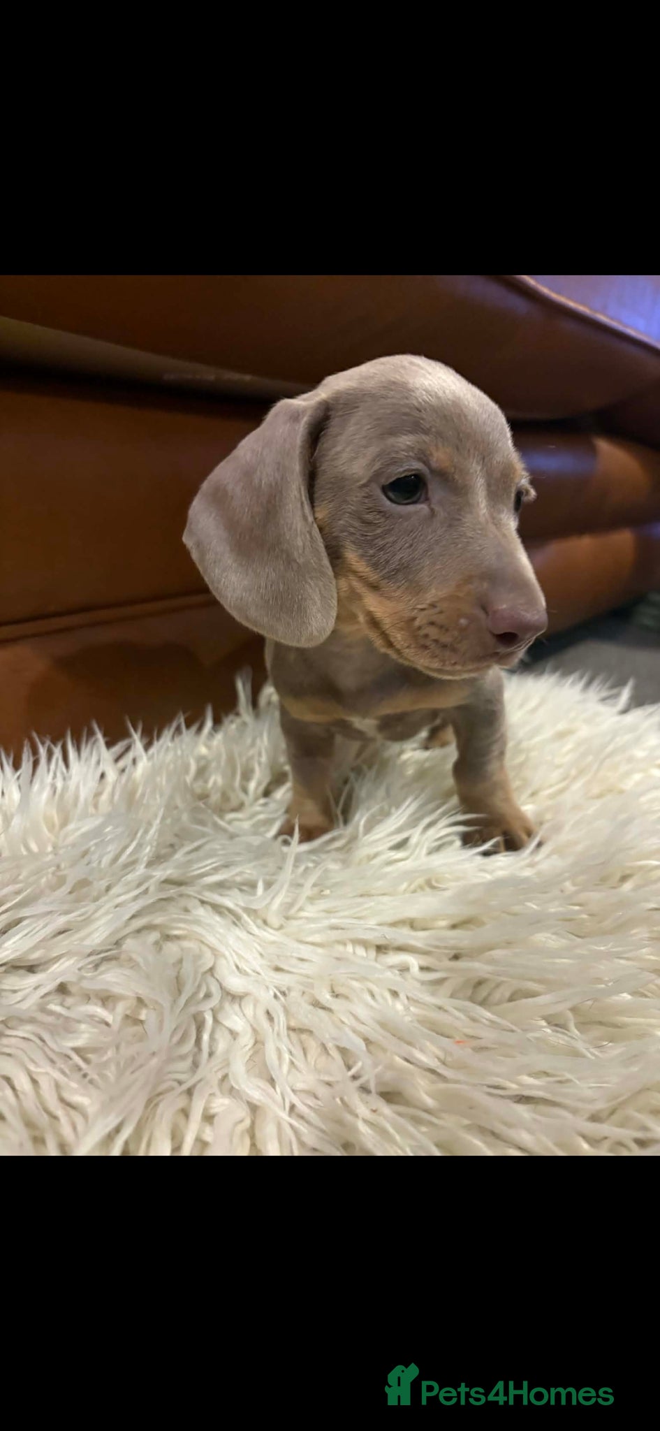Miniature Dachshund dogs last 8wk KC Dachshund Boy - Ready Now 8wk - Advert 5