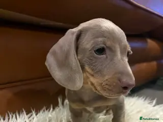 Miniature Dachshund dogs last 8wk KC Dachshund Boy - Ready Now 8wk - Advert 5