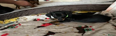Miniature Dachshund Puppy 