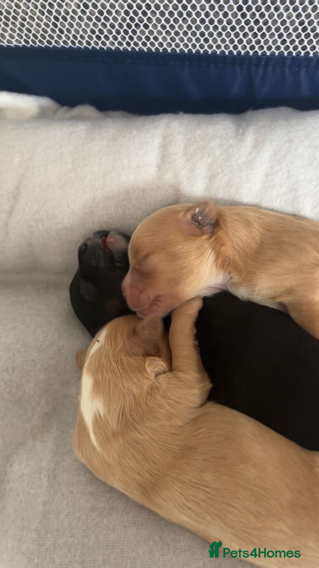 Mixed Breed dogs for sale: Malshi-poo puppies  - Image 2