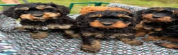 Cavapoo dogs for sale: Black and Tan Cavapoos - Advert 18