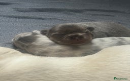 French Bulldog dogs for sale: fluffy french bulldogs - Advert 13