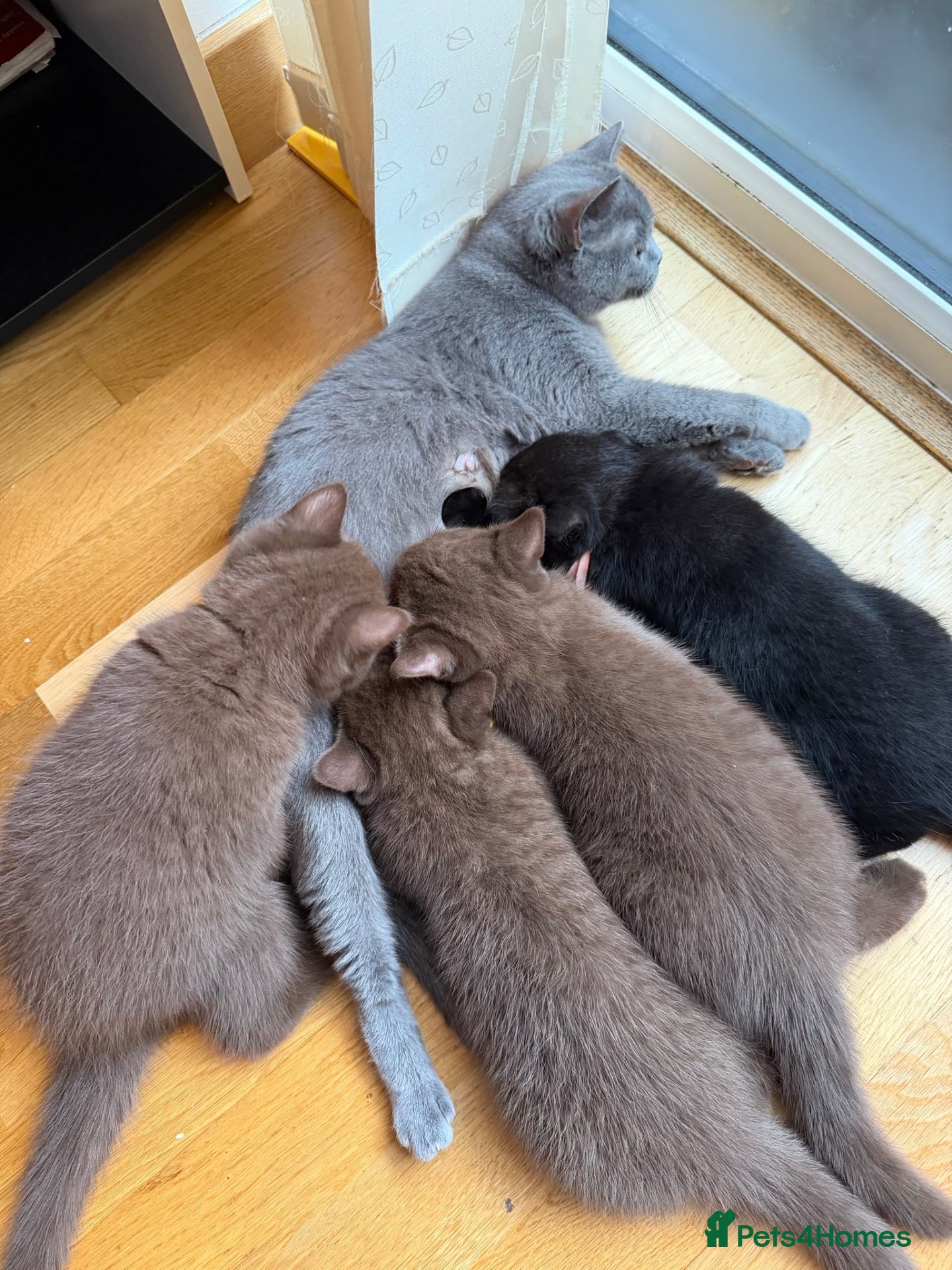 British Shorthair cats 3 Beautiful Autumn Coloured Kittens🤎🍂 - Advert 2
