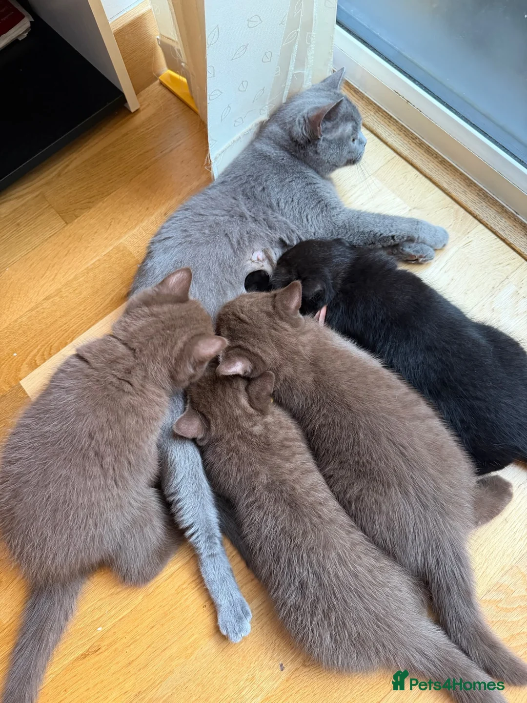 British Shorthair cats for sale: 3 Beautiful Autumn Coloured Kittens🤎🍂 - Advert 1