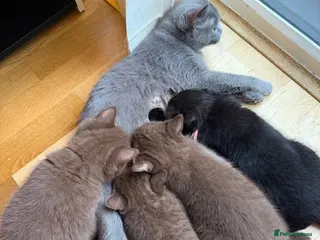 British Shorthair cats 3 Beautiful Autumn Coloured Kittens🤎🍂 - Advert 20