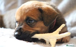 Mixed Breed dogs for sale: Rottweiler/pressa f1 - Image 1