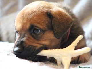 Mixed Breed dogs - Advert 5