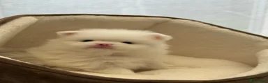Pomeranian Puppy 5