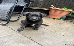 Mixed Breed dogs for sale: German Shepherd/Golden Retriever/Staffy - Image 2