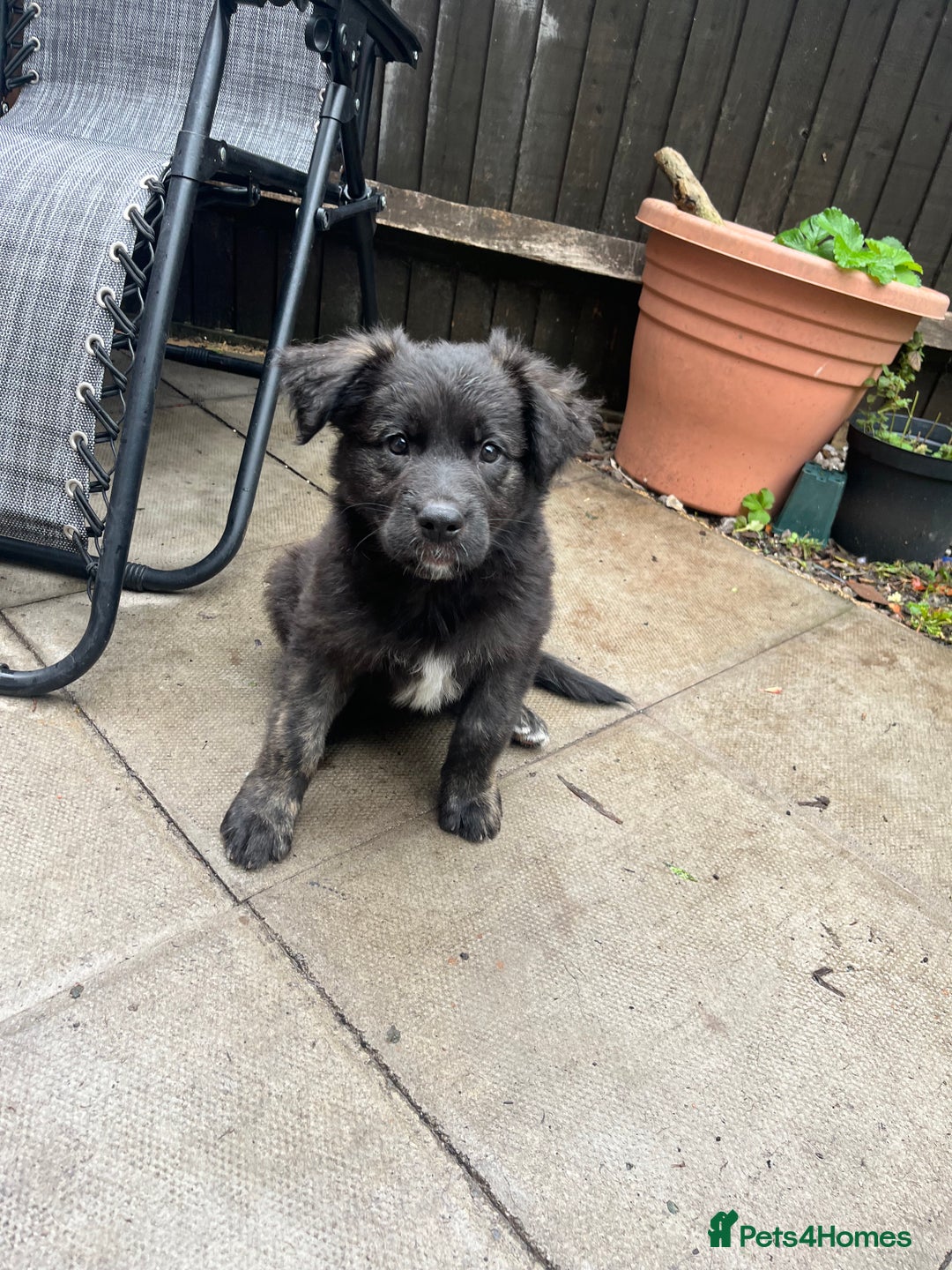 Mixed Breed dogs for sale: German Shepherd/Golden Retriever/Staffy - Image 2