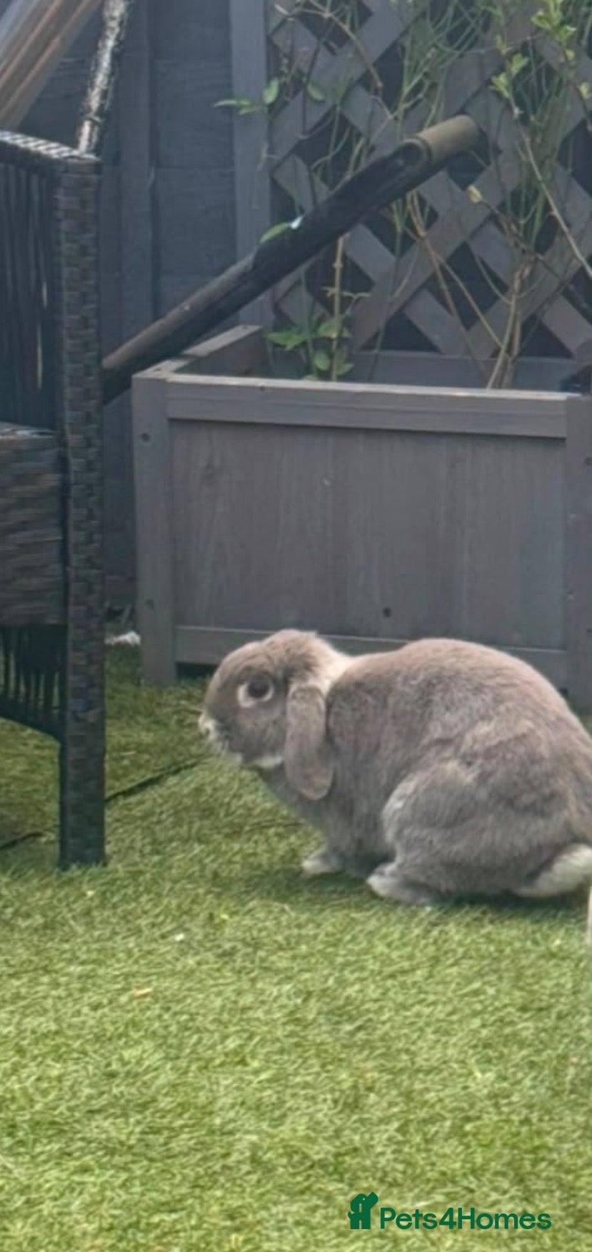 Mini Lop rabbits Mini Lop girl for sale - Advert 16