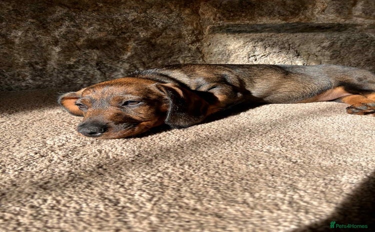 Dachshund dogs - Advert 2